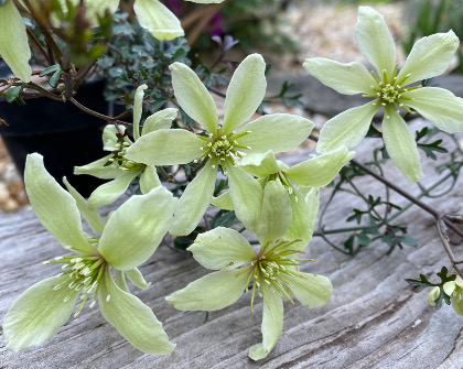 Clematis petriei x marmoraria
